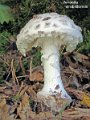 Amanita strobiliformis-amf231